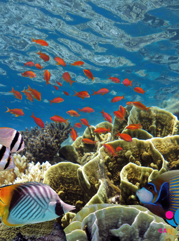 Stingray City Sandbar, Coral Gardens Snorkeling & Star Fish Point