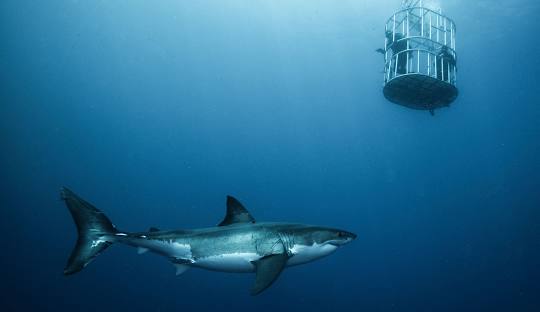 Guadalupe Island