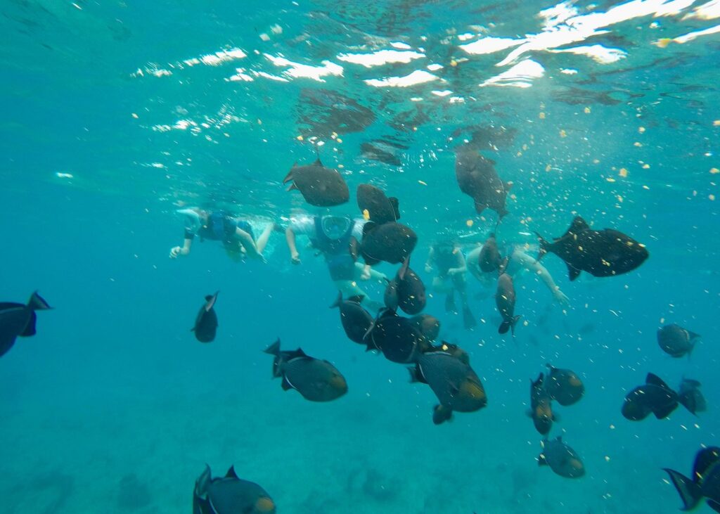 Trip Search Result 32 caption 43