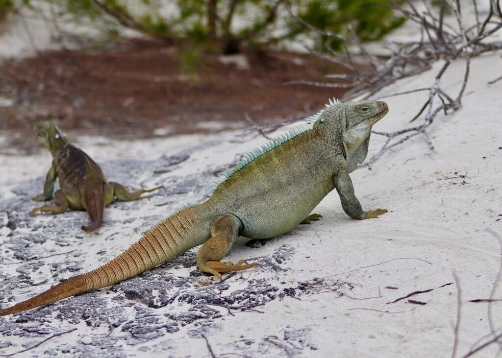 Trip Search Result 35 caption 46