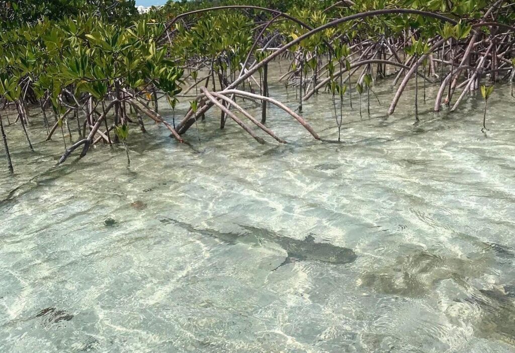 Trip Search Result 26 caption 52