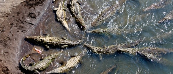 crocs carara park jaco 600x258 1