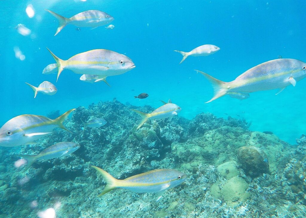 Trip Search Result 54 Dominican Republic