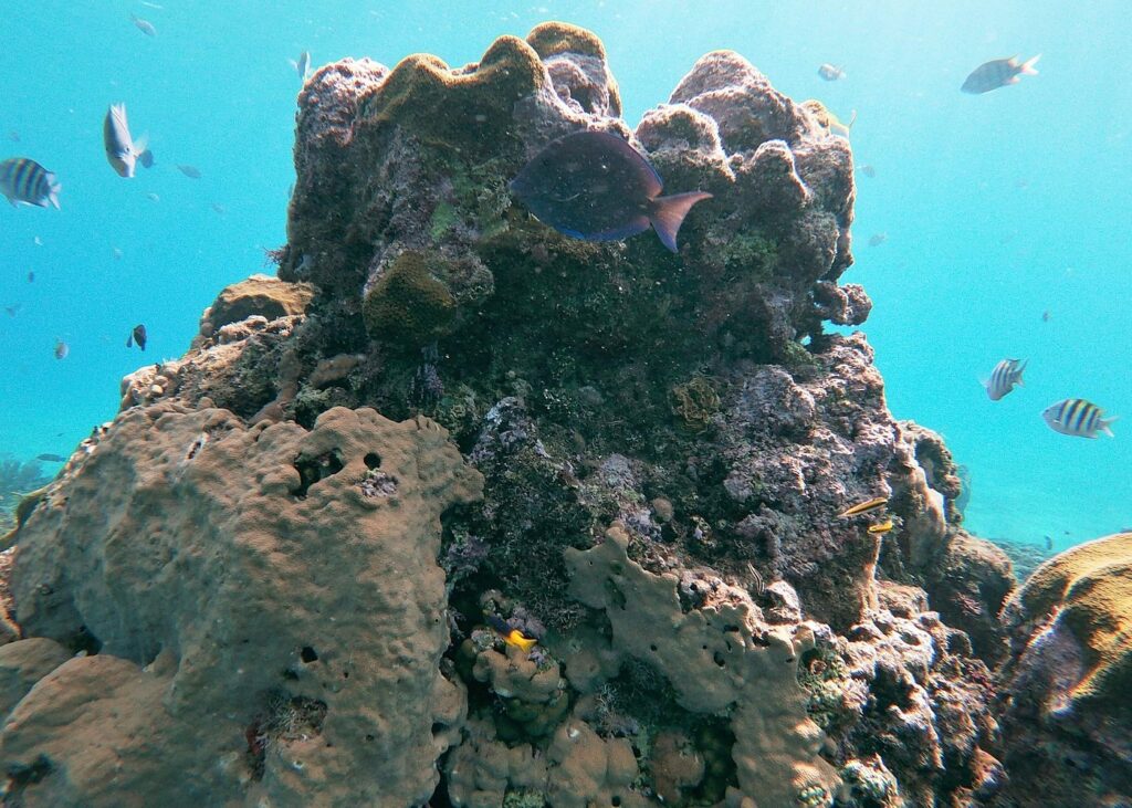 Trip Search Result 55 Dominican Republic