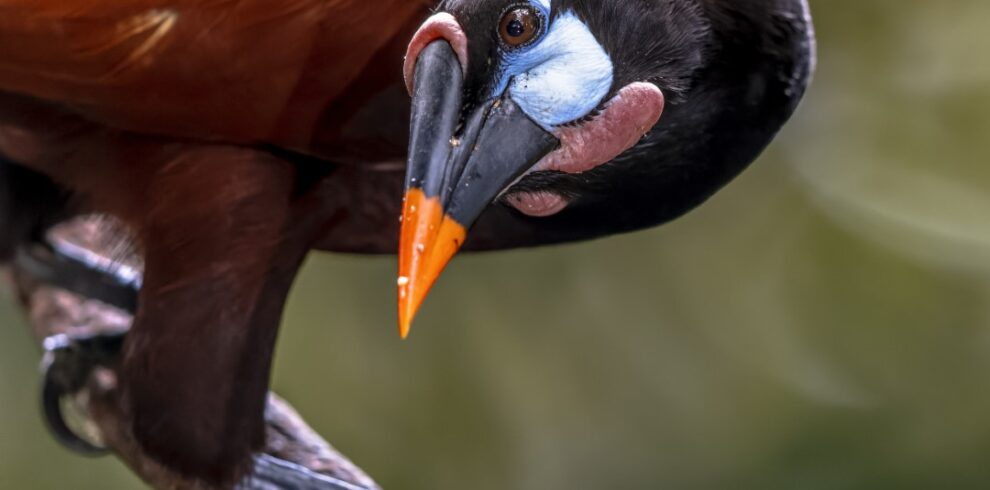 montezuma oropendola fruit eating bird costa rica 2024 03 13 16 16 44 utc Large