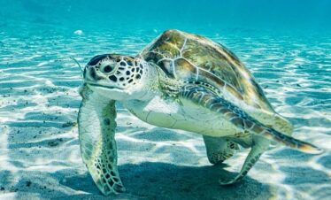 Snorkel with Turtles & Kenepa Grandi Beach: Nr.1 Island Day Trip