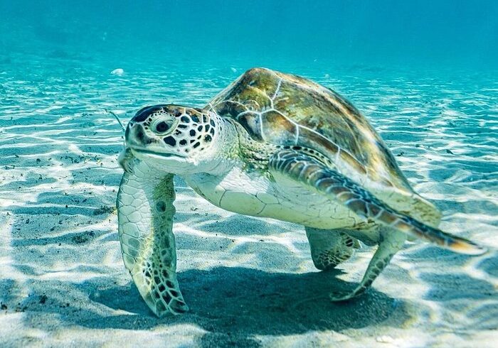 Snorkel with Turtles & Kenepa Grandi Beach: Nr.1 Island Day Trip