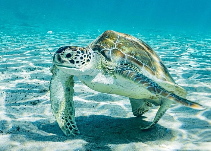 Trip Search Result Snorkel with Turtles & Kenepa Grandi Beach: Nr.1 Island Day Trip