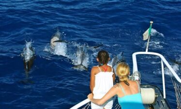 Waitukubuli Dolphin and Whale Watch in Dominica