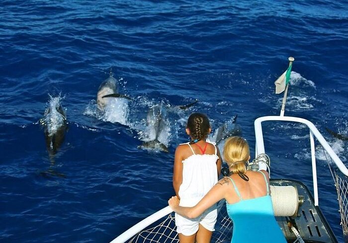 Waitukubuli Dolphin and Whale Watch in Dominica