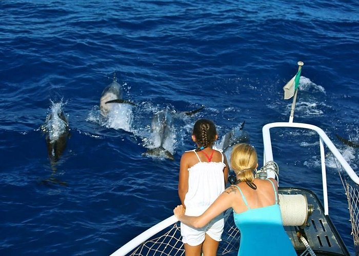 Waitukubuli Dolphin and Whale Watch in Dominica
