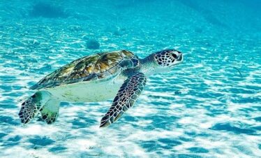 Snorkel with Turtles & Kenepa Grandi Beach: Nr.1 Island Day Trip