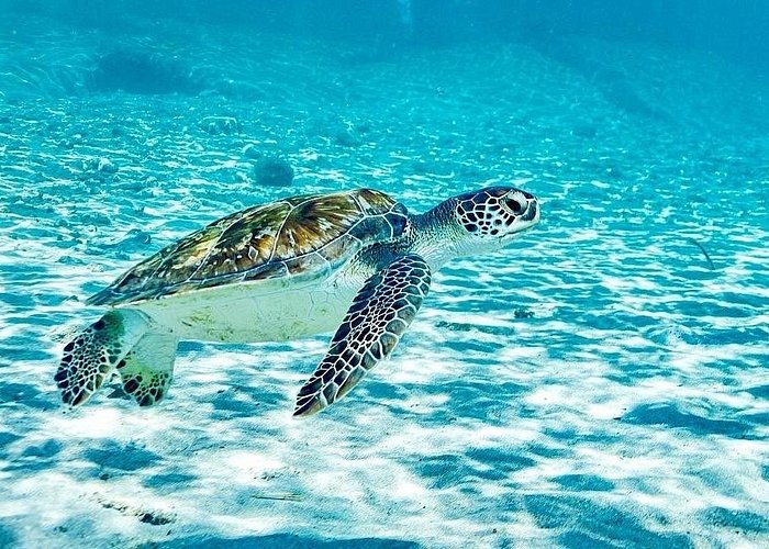 Trip Search Result Snorkel with Turtles & Kenepa Grandi Beach: Nr.1 Island Day Trip