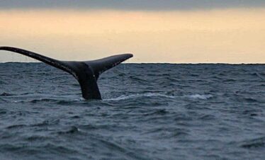 Waitukubuli Dolphin and Whale Watch in Dominica