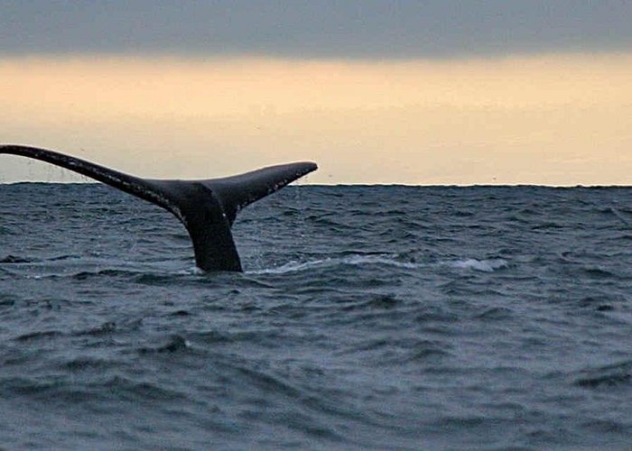 Trip Search Result Waitukubuli Dolphin and Whale Watch in Dominica