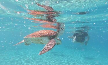 Snorkel with Turtles & Kenepa Grandi Beach: Nr.1 Island Day Trip