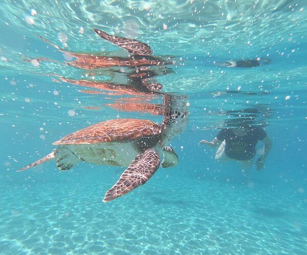 Snorkel with Turtles & Kenepa Grandi Beach: Nr.1 Island Day Trip