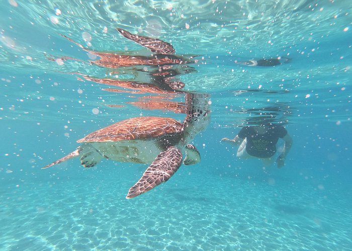 Trip Search Result Snorkel with Turtles & Kenepa Grandi Beach: Nr.1 Island Day Trip