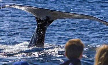 Waitukubuli Dolphin and Whale Watch in Dominica