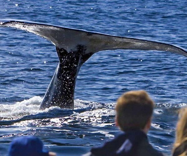 Waitukubuli Dolphin and Whale Watch in Dominica