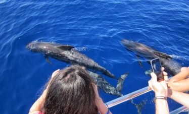 Waitukubuli Dolphin and Whale Watch in Dominica