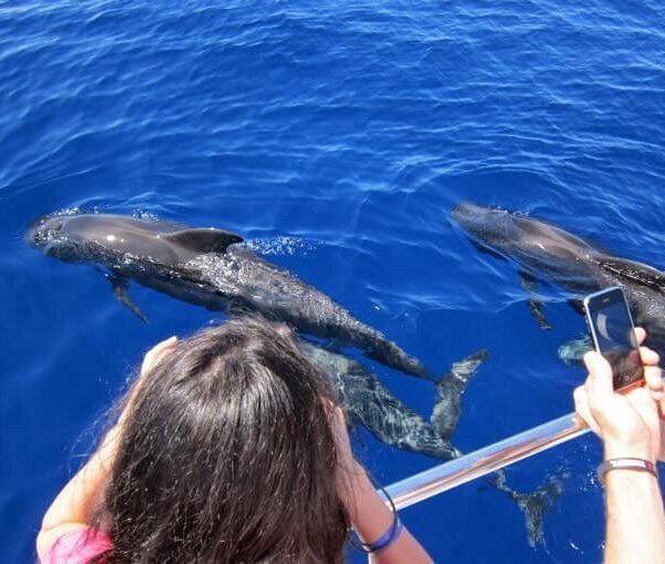 Waitukubuli Dolphin and Whale Watch in Dominica