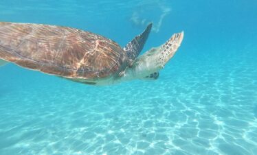 Snorkel with Turtles & Kenepa Grandi Beach: Nr.1 Island Day Trip
