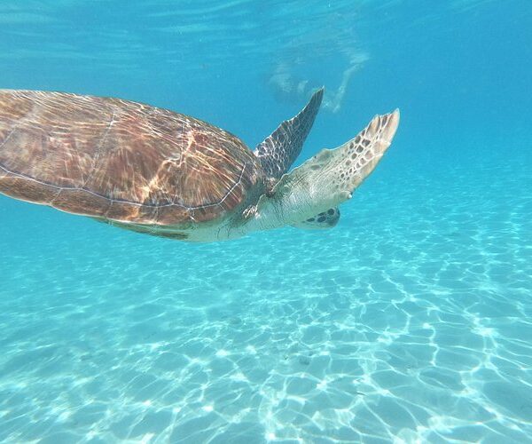 Snorkel with Turtles & Kenepa Grandi Beach: Nr.1 Island Day Trip