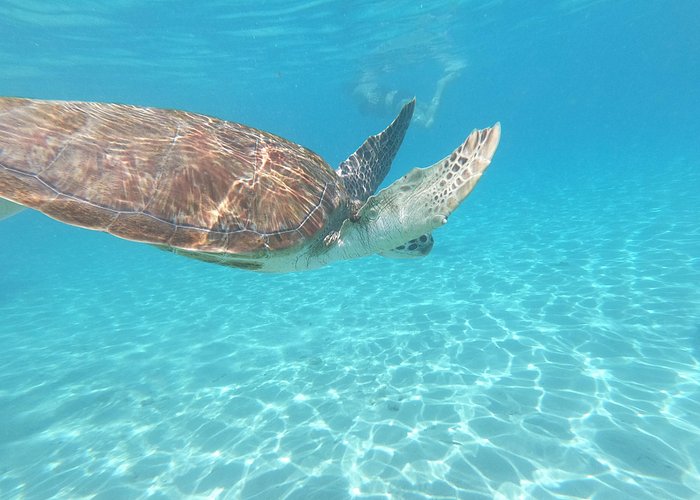 Trip Search Result Snorkel with Turtles & Kenepa Grandi Beach: Nr.1 Island Day Trip