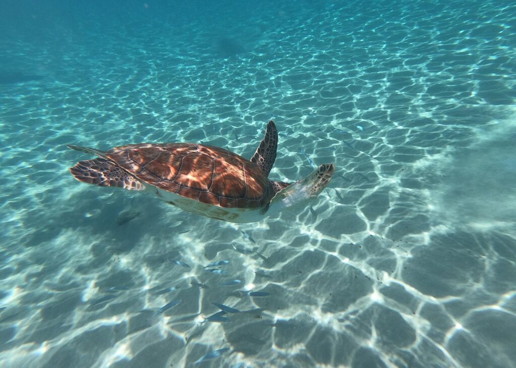 Trip Search Result Snorkel with Turtles & Kenepa Grandi Beach: Nr.1 Island Day Trip