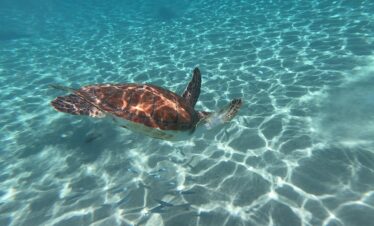 Snorkel with Turtles & Kenepa Grandi Beach: Nr.1 Island Day Trip