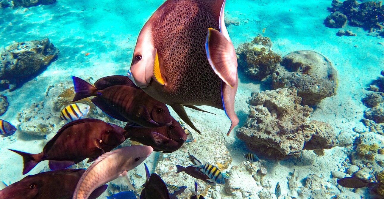 Nassau: Pearl Island Reef Snorkeling + Beach Day & Bahamian Lunch (Complete Guide) Nassau: Pearl Island Reef Snorkeling + Beach Day & Bahamian Lunch (Complete Guide)