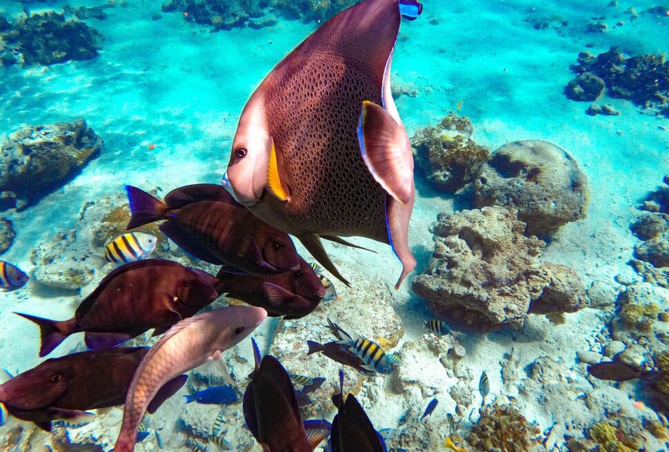 Nassau: Pearl Island Reef Snorkeling + Beach Day & Bahamian Lunch