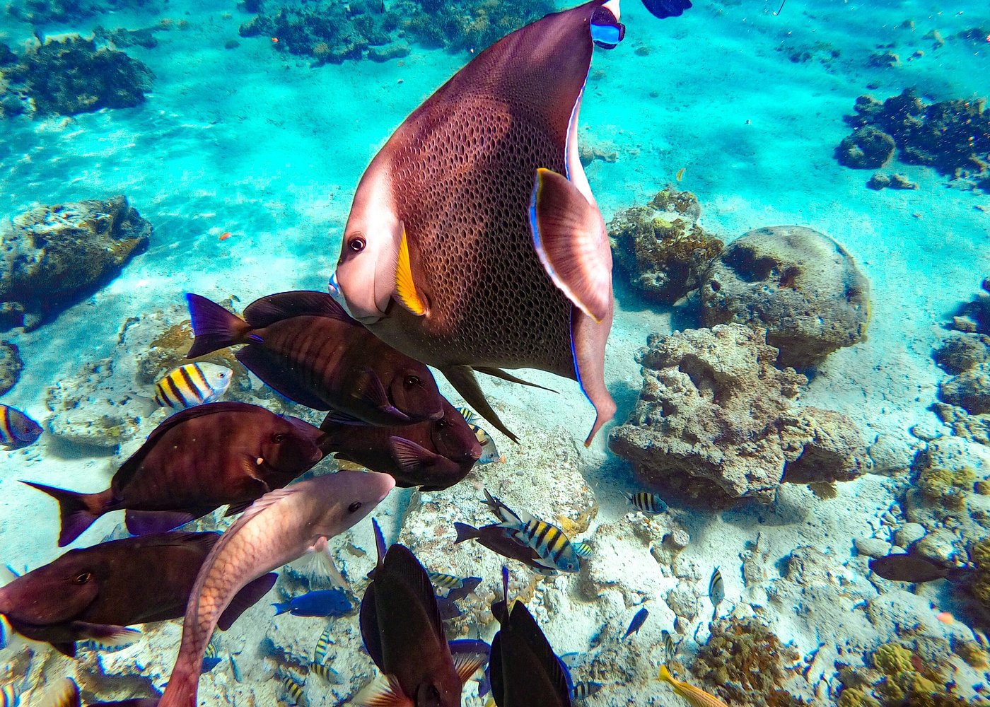 Nassau: Pearl Island Reef Snorkeling + Beach Day & Bahamian Lunch