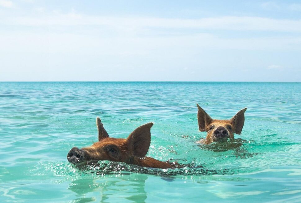 best things to do in Nassau cruise port