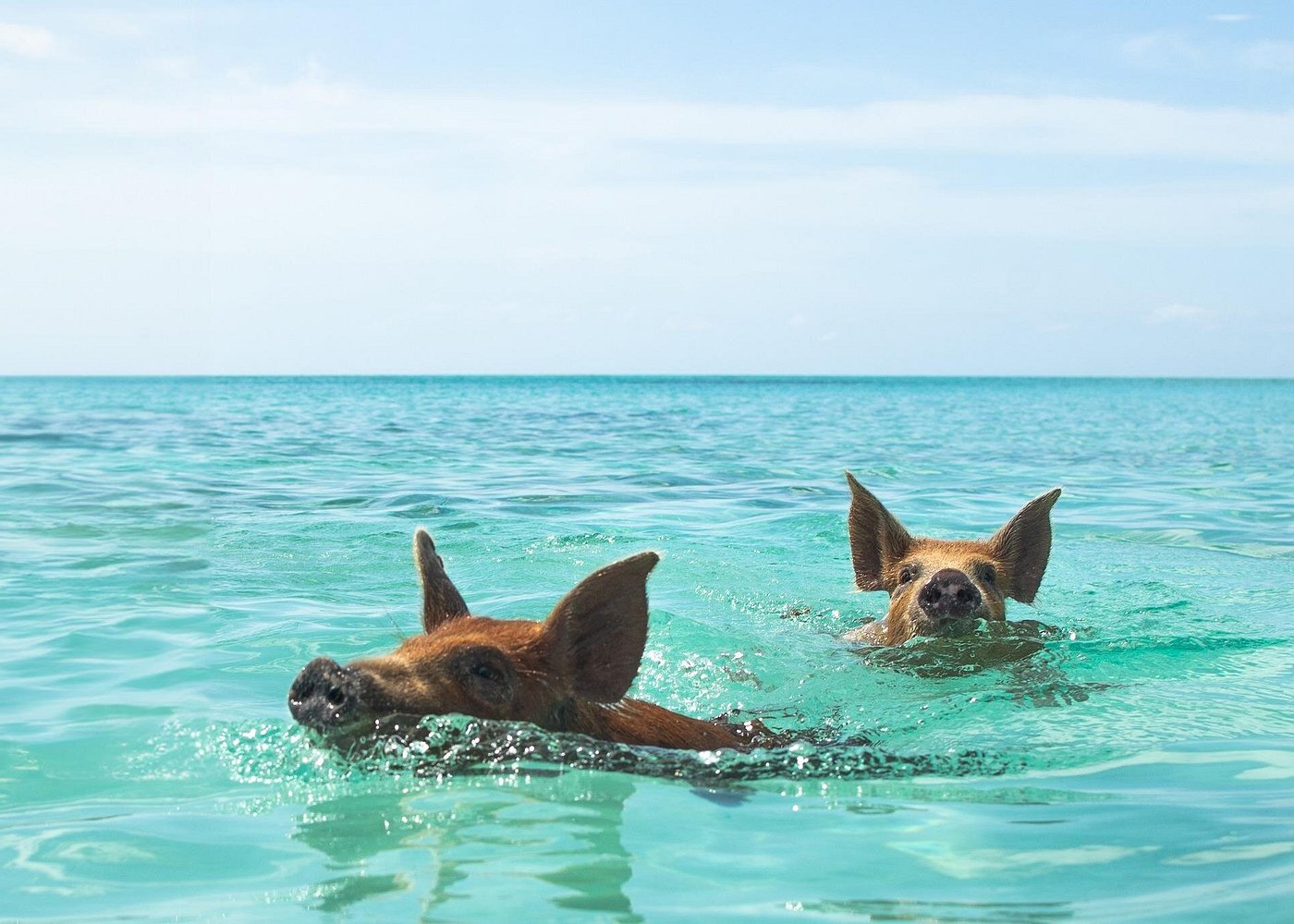 7 Best Things to Do in Nassau Cruise Port: Ultimate Port Day Guide best things to do in Nassau cruise port